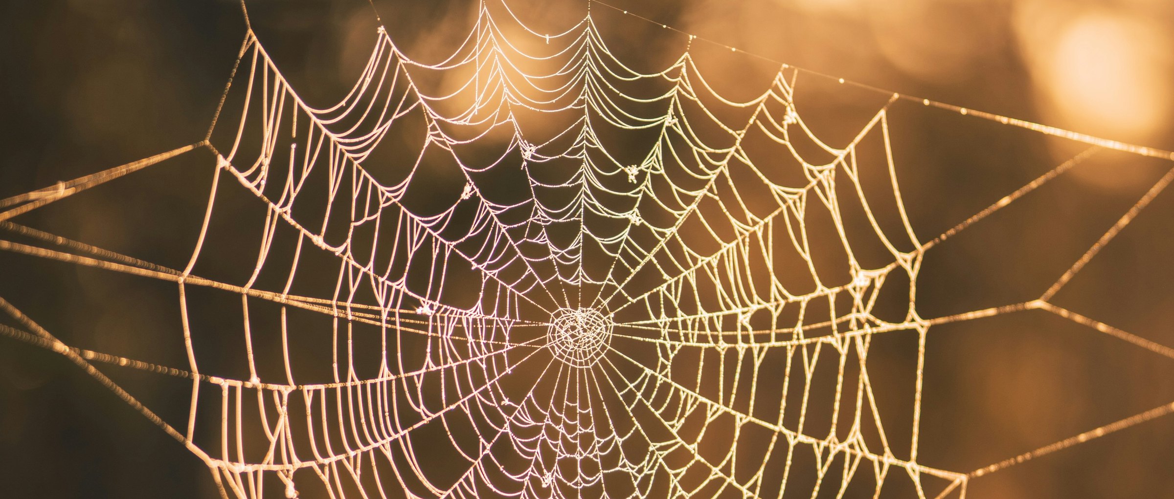 A dew-covered orb web catching low golden sunlight in a forest